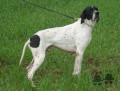Pedigree VENTO DEL FRANGIO Pedigree VENTO DEL FRANGIO